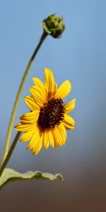 Flowers,Flower,Macro,Sunflower,Petals