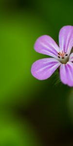 Flowers,Flower,Macro,Violet,Petals,Purple