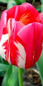 Flowers,Flower,Motley,Bud,Flower Bed,Flowerbed,Tulip,Sharpness,Variegated