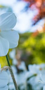 Narcisse,Fleurs,Fleur,Pétales