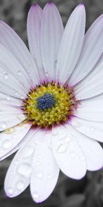 Flowers,Flower,Petals,Beautiful,Striped