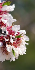 Flowers,Flower,Petals,Branch