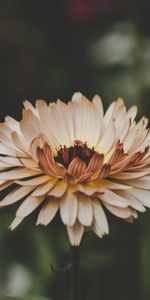 Flowers,Flower,Petals,Bud,Blur,Smooth