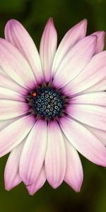 Flowers,Flower,Petals,Close Up