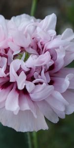 Flowers,Flower,Petals,Close Up