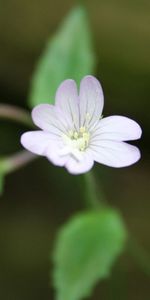 Flowers,Flower,Petals,Close Up,Greens