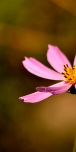 Pétales,Fermer,Pollen,Fleurs,Gros Plan,Fleur