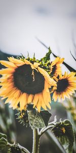 Flores,Flor,Pétalos,Girasol