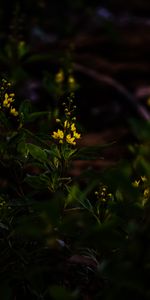 Plante,Planter,Fleurs,Floraison,Fleur,Sombre