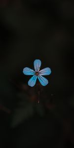 Flowers,Flower,Plant,Close Up,Bloom,Flowering