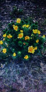 Flowers,Flower,Plant,Flower Bed,Flowerbed,Creeping Buttercup,Buttercup