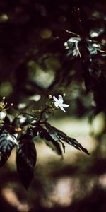 Flowers,Flower,Plant,Flowering,Branch,Bloom