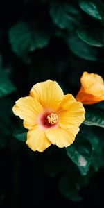 Flores,Flor,Floración,Florecer,Hibisco,Planta