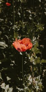 Flowers,Flower,Plant,Flowering,Poppy,Bloom