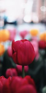 Flowers,Flower,Plant,Macro,Flowering,Tulip,Bloom