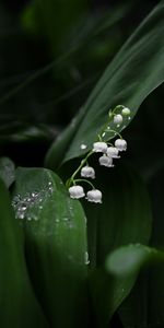 Flores,Hojas,Lirio De Los Valles,Lirio Del Valle,Flor,Macro,Planta