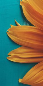 Flowers,Flower,Plant,Petals,Background