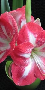 Flowers,Flower,Pot,Bicolor,Dichromatic,Amaryllis