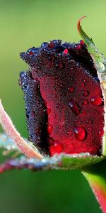 Flowers,Flower,Rose,Bud,Dew,Drops,Rose Flower