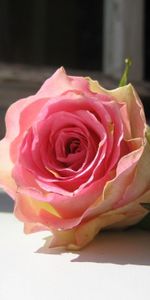 Flowers,Flower,Rose Flower,Rose,Bud,Window Sill,Windowsill,Frame