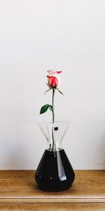 Fleurs,Fleur,Une Rose,Vase,Rose