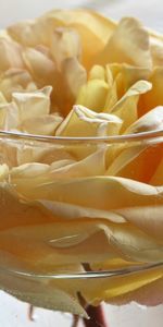 Flowers,Flower,Rose,Petals,Bud,Rose Flower,Glass