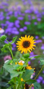 Flowers,Flower,Shine,Light,Blur,Smooth,Bloom,Flowering,Garden