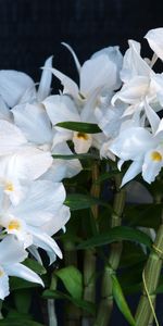 Flowers,Flower,Snow White,Stems,Orchid,Background