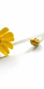 Flowers,Flower,Stem,Stalk,Leaves