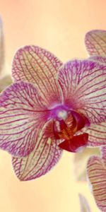 Flowers,Flower,Striped,Exotic,Exotics,Orchid