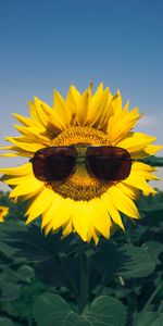 Flowers,Flower,Sunflower,Spectacles,Joke,Glasses