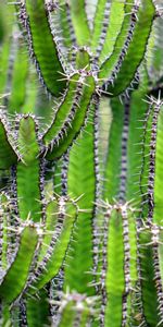 Flores,Flor,Planta,Espinas,Cacto,Cactus