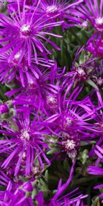 Lilas,Apténies,Apthénie,Parterre,Fleurs,Parterre De Fleurs,Pourpre