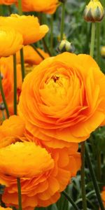 Flowers,Flowerbed,Flower Bed,Buds,Ranunculus,Ranunkulus,Stems