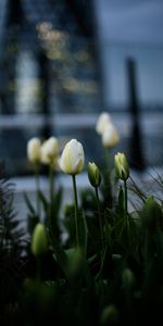 Flores,Cama De Flores,Parterre,Brotes,Cogollos,Tulipanes