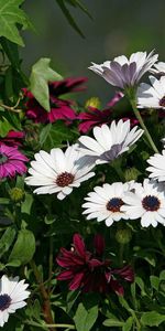 Flowers,Flowerbed,Flower Bed,Dimorphotheque,Dimorfoteka,Burgundy