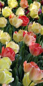 Flowers,Flowerbed,Flower Bed,Disbanded,Loose,Mottled,Variegated,Tulips