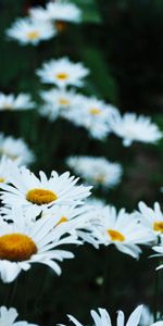 Flores,Camomila,Cama De Flores,Parterre,Campo