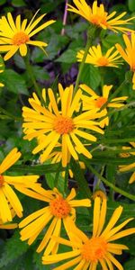 Flowers,Flowerbed,Flower Bed,Greens