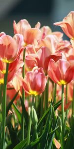 Flowers,Flowerbed,Flower Bed,Lot,Tulips,Spring