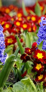 Flowers,Flowerbed,Flower Bed,Primrose,Hyacinths,Close Up,Spring