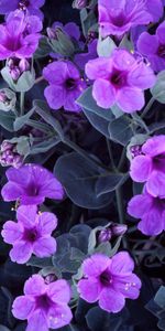 Flowers,Flowerbed,Flower Bed,Stamens,Lilac,Garden,Purple