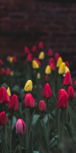 Flowers,Flowerbed,Flower Bed,Tulips