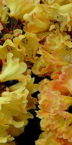 Flowers,Flowering,Azalea,Close Up,Bloom