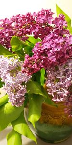 Flowers,Flowering,Bouquet,Lilac,Bloom,Vase,Spring