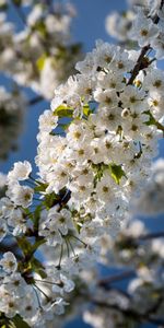 Flowers,Flowering,Branch,Bloom