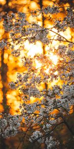 Flowers,Flowering,Branch,Bloom,Garden