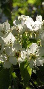 Branche,Fleurs,Source,Feuilles,Floraison,Printemps