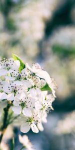 Branche,Fleurs,Source,Floraison,Printemps