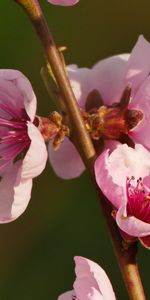 Flowers,Flowering,Branch,Bloom,Spring